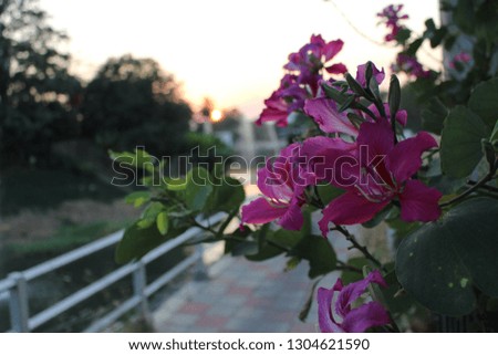 
The beauty of pink flowers reflects the evening light, in low light, Chongkho flowers