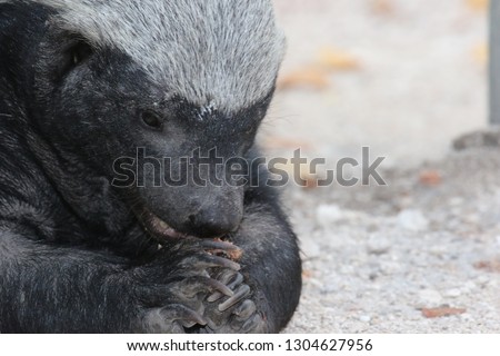 honey badger when eating photographed from shortest distance the badger was very relaxed and busy