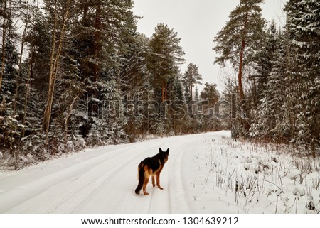 Snow covered trees in a winter forest, road between them and dog german shepherd on it. White landscape in a cold day