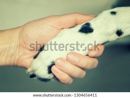Dalmatian dog paw with a spot in the form of heart and human hand close up. Friendship, trust and love between the dog and its owner