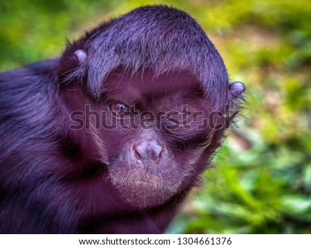 Spider monkeys are New World monkeys belonging to the genus Ateles, part of the subfamily Atelinae, family Atelidae. Like other atelines, they are found in tropical forests of Central and South Americ