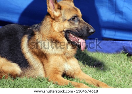 German shepherd dog sitting and resting alone on a green field.