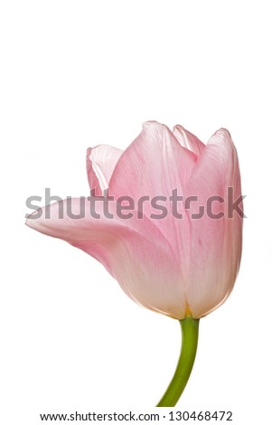 beautiful natural pink tulip on white background