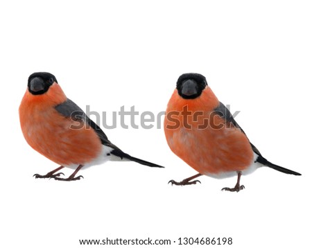 two male bullfinch on a white background