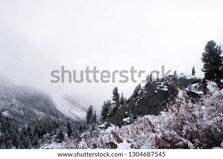 Winter in mountains. Snowy pines on hillside, frosty weather in forest after snowfall