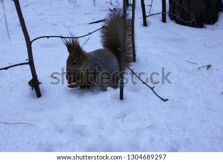 A squirrel eats a nut in winter in the woods