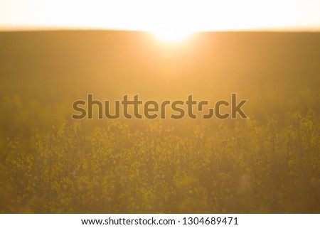 Amazing sunset over the rape field, rapeseed oil, agriculture picture, nature flower oil, problem with agricultural crops and world hunger, beautiful background, plants in warm light from sun