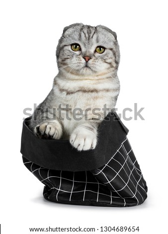 Cute young silver tabby Scottish Fold cat kitten sitting in black paper bag looking at camera with yellow eyes. Isolated on a white background. Both paws on edge.