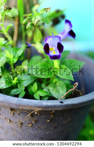 purple wishbone flowers 