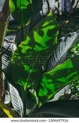 Tropical plant. Green leaves. Shadow of sun on palm. Natural background 