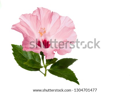 pink hibiscus flower with green leaves isolated on white background 