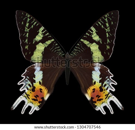 Butterfly Chrysiridia rhipheus on a black background