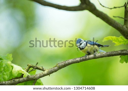 Cyanistes caeruleus. Wildlife. Wild nature of Czech. Beautiful picture. Free nature. From bird life. Spring. Blue bird.