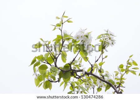 closeup of pictures, pear tree in the sky