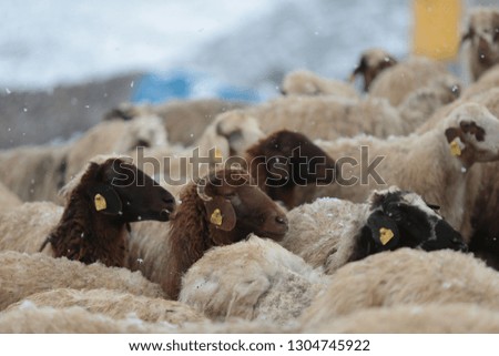 Flock of sheep .Kars