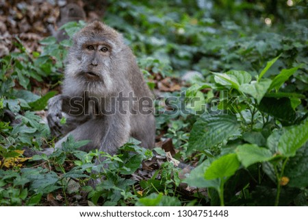 a family of monkeys in the forrest