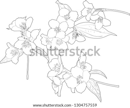 illustration with jasmin flowers silhouettes on white background