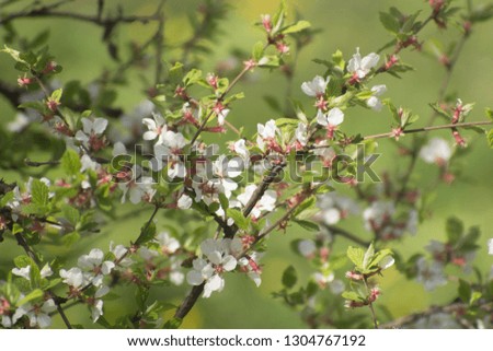 Spring picture with delicate white flowers. White flowers abstract blured background