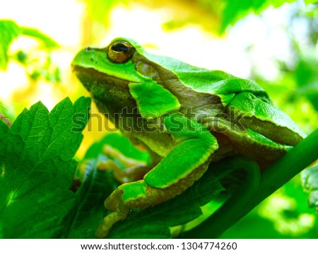 Tree green frog in green leafs on a branch