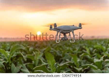 Flying drone above the tobacco garden field. concept  drone survey in agriculture Royalty-Free Stock Photo #1304774914