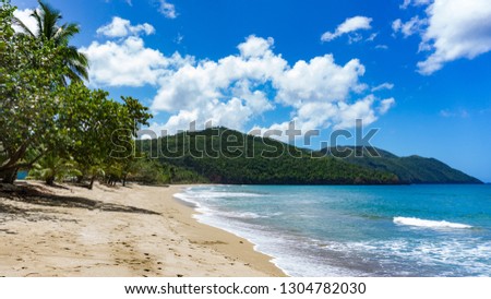 A beach with in the Caribbean with waves a tree and palm trees with mountain landscape in Punta Cana, Atlantic Ocean, north of the equator