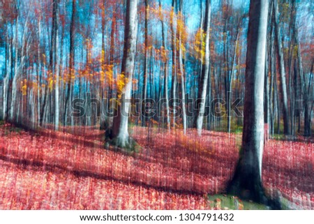 Motion photo of forest Bolu Turkey