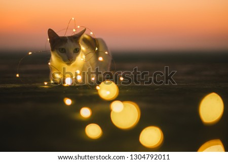 Kitten is playing with christmas fairy lights,cat