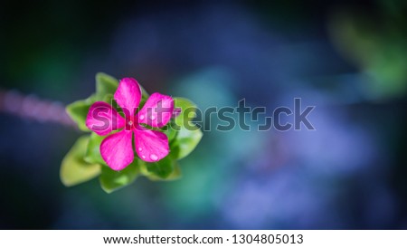 Beautiful pink flower on blurred soft green and blue background. Spring summer nature outdoors macro, soft focus. Wonderful closeup, artistic image, amazing nature, spring floral concept