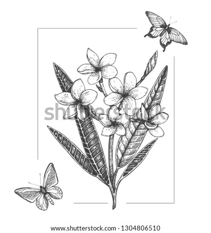 Vector illustration of tropical flower with butterflies isolated on white background. Hand drawn plumeria, insects. Floral graphic black and white drawing. Tropic design elements. Line shading style