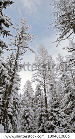 Snow covered trees line a pathway in a alpine forest in the valley of chamonix in the French Alps. The trees bend over under the weight of new fallen snow.