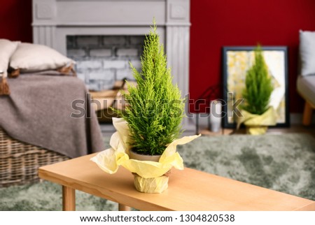 Pot with thuya tree on wooden table in room
