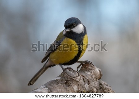 Close up portrait of a beautiful Great tit sitting on a tree limb with soft and smooth blurry background