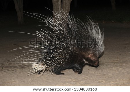 Cape porcupine or South African porcupine, (Hystrix africaeaustralis). Botswana