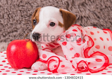 Funny Jack Russell Terrier dog puppy are lying with red apple.