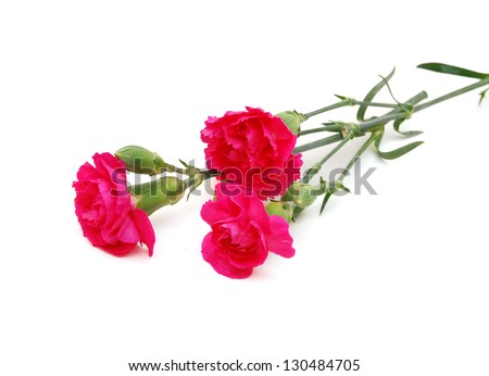 the pink flower carnations