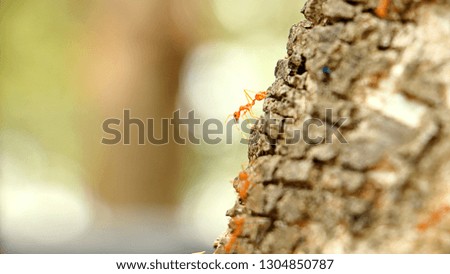 Ant walking on a tree.