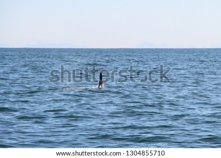 The dorsal fin of a killer whale is visible above the waters of the Pacific Ocean near the Kamchatka Peninsula, Russia. Orca  is a toothed whale belonging to the oceanic dolphin family.
