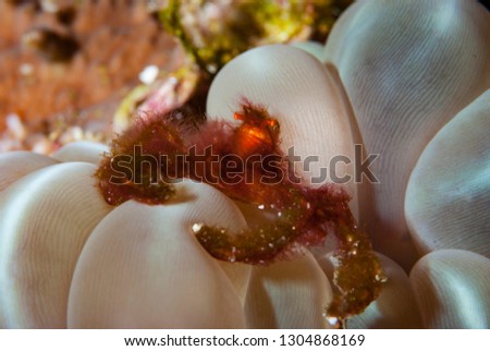 The orangutan crab Achaeus japonicus lives inside bubble corals or different species of the Fungia coral.