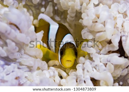 Clarki Anemonefish Amphiprion clarkii