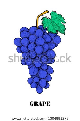 Purple Grapes Illustration - Bunch of purple grapes with stem and leaf isolated on white background 
