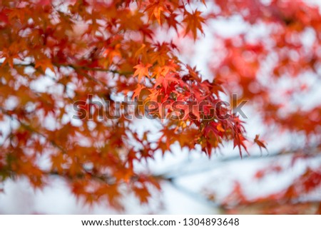 Beautiful of Autumn Colorful leaves at Kyoto, Japan. This autumn colors is famous for many tourist come to travel in Kyoto.