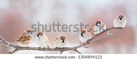 beautiful little birds are sitting next to each other on a branch in a Sunny spring Park and chirping merrily Royalty-Free Stock Photo #1304894122