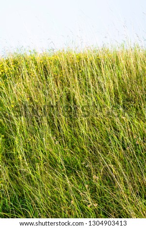 Green grass textured background