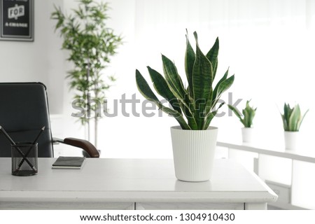 Sansevieria plant on table in modern room Royalty-Free Stock Photo #1304910430