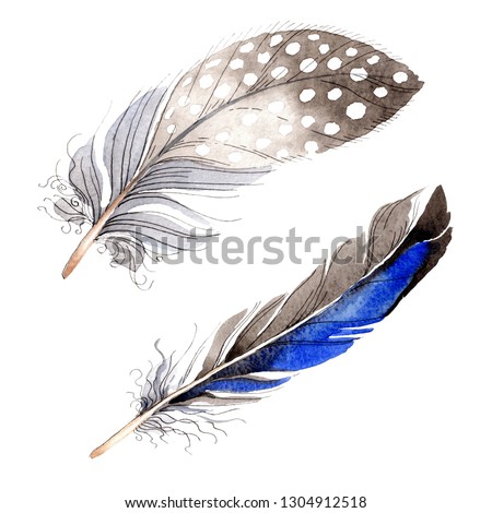 Bird feather from wing isolated. Watercolor background illustration set. Watercolour drawing fashion aquarelle. Isolated feather illustration element on white background.