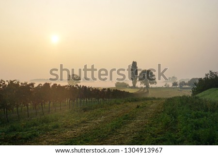 This image shows an Austrian vineyard wrapped in autumn fog. In the left corner you can see the sun through the fog, trees are visible in the background.