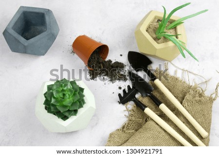 planting succulent plants in concrete pot, garden tools top view, light background