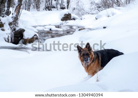 German shepherd in winter. Shepherd on snow.