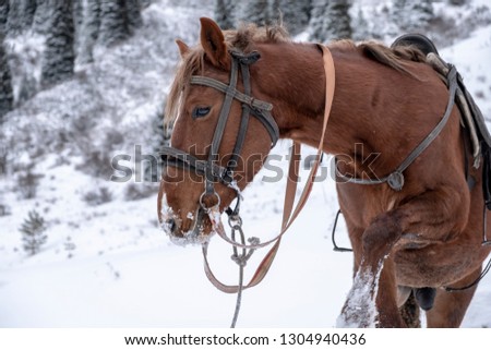 Brown horse in winter time in mointains.