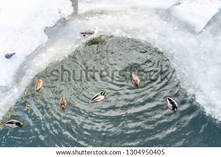 top view of ducks in glade in frozen vodootvodniy canal on Moskva river in Moscow city in winter